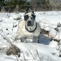 Dog Featured Image