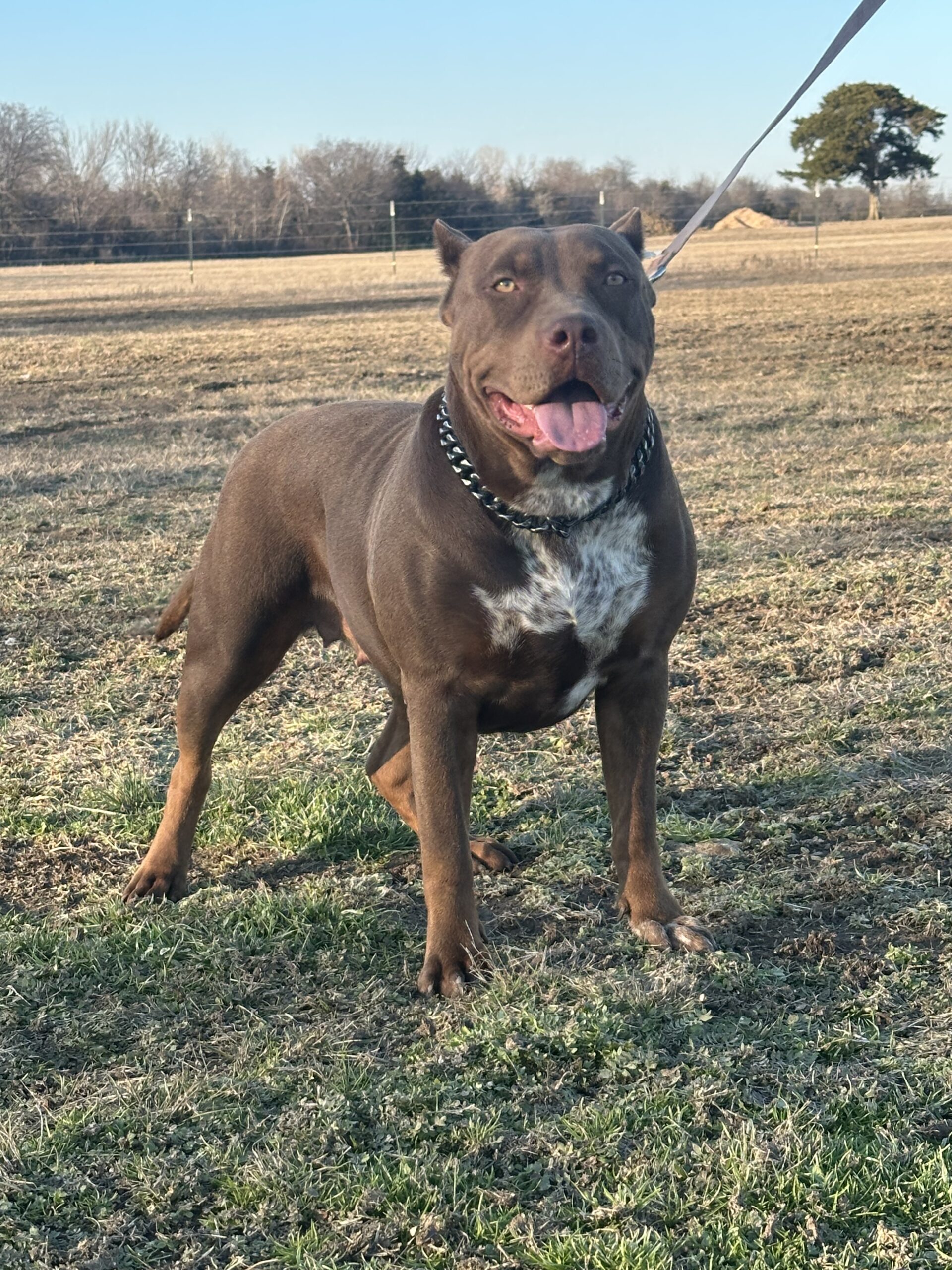 Dog Featured Image