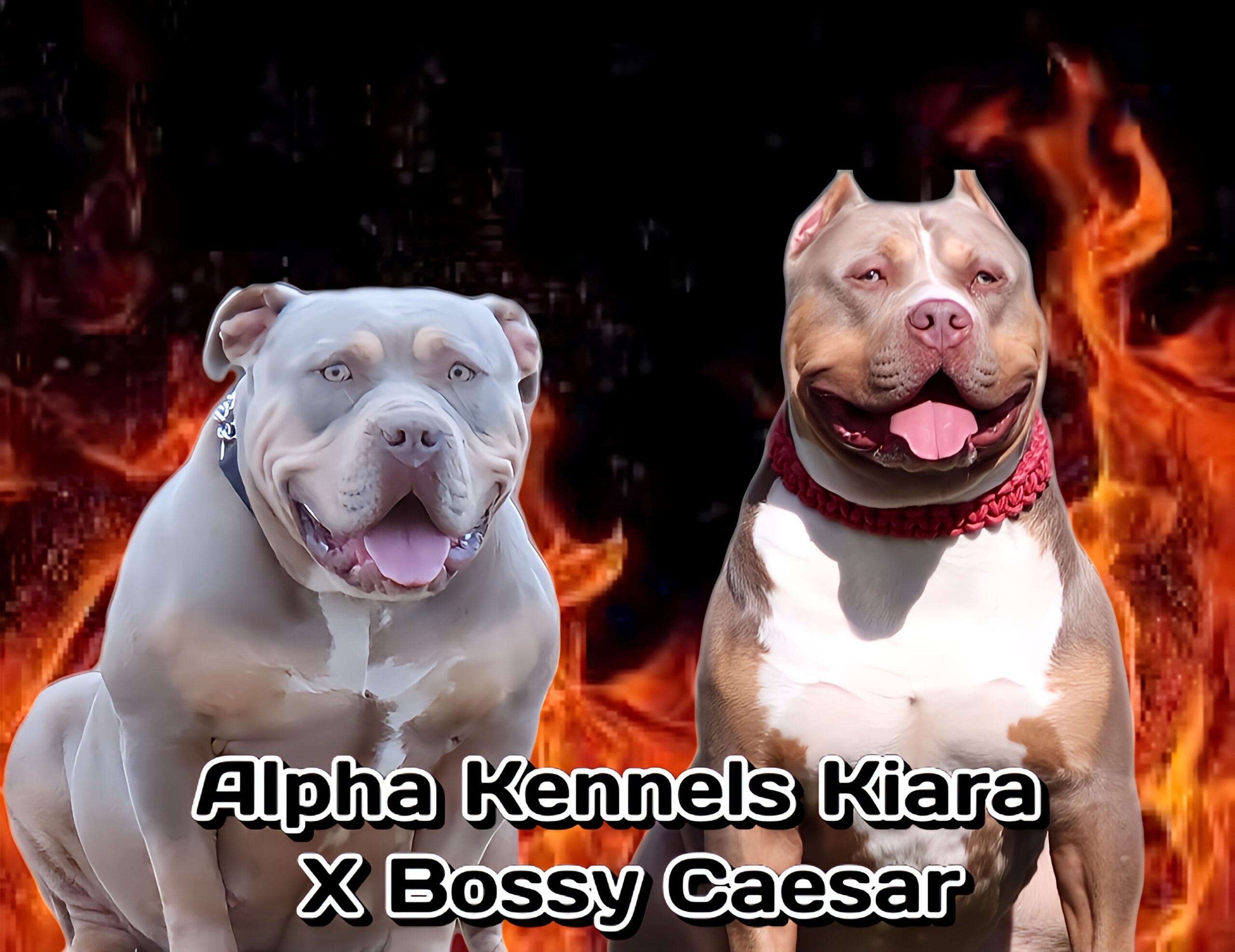 Dog Featured Image