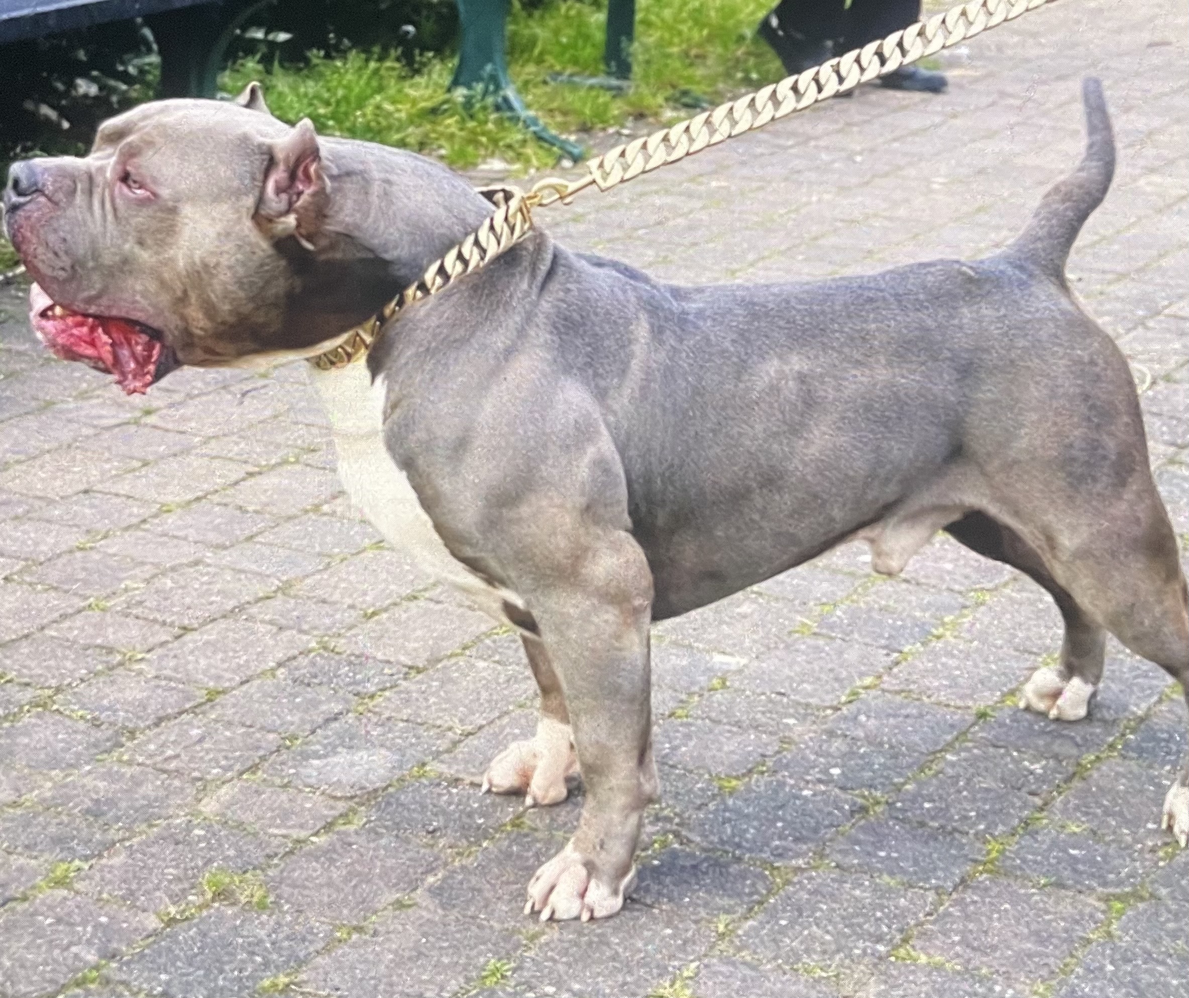 Dog Featured Image