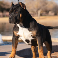 Dog Featured Image
