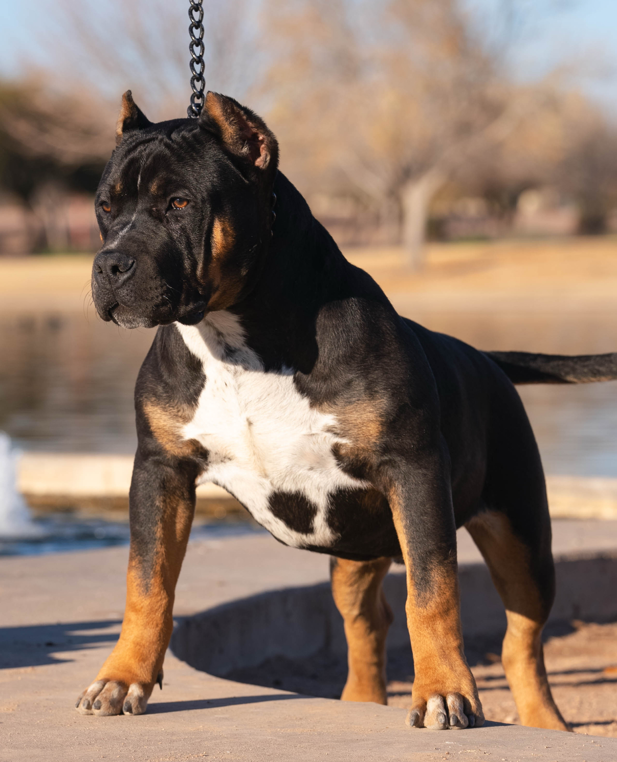 Dog Featured Image