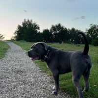 Dog Featured Image