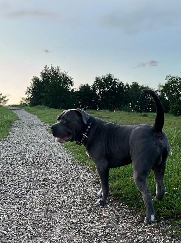 Dog Featured Image