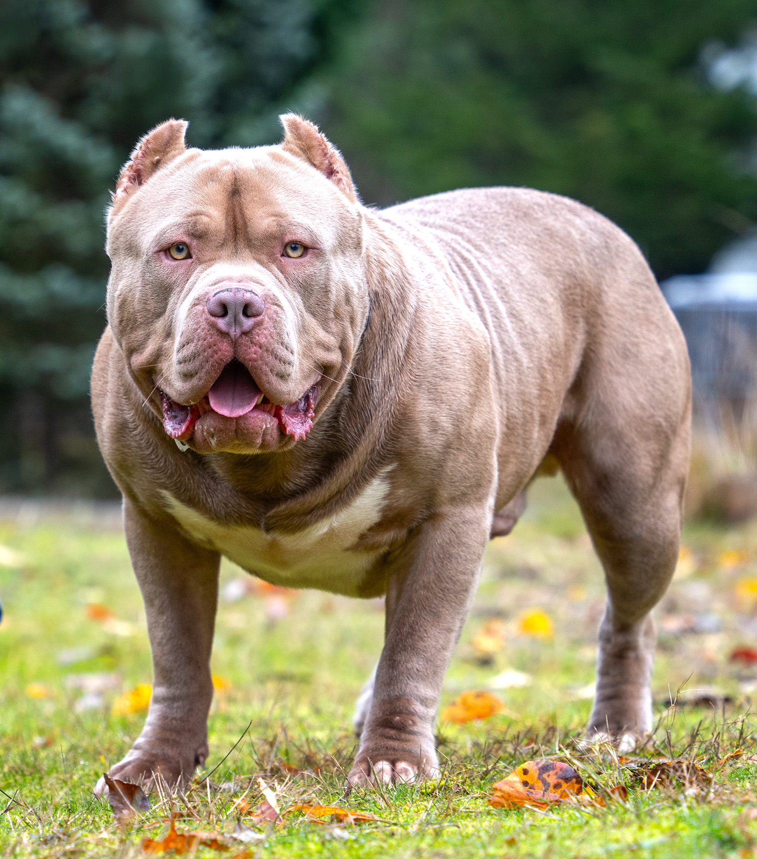 Additional Dog Image