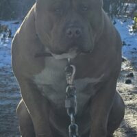 Dog Featured Image