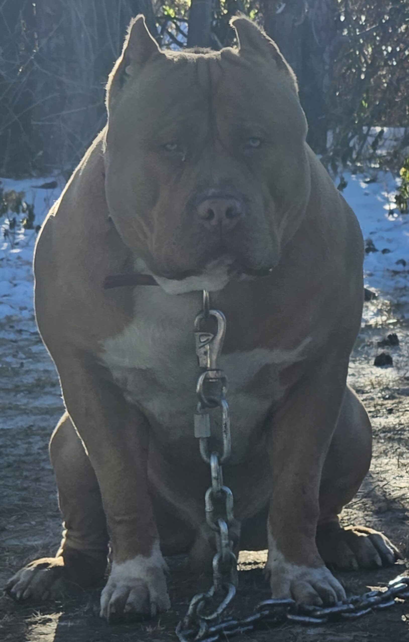 Dog Featured Image