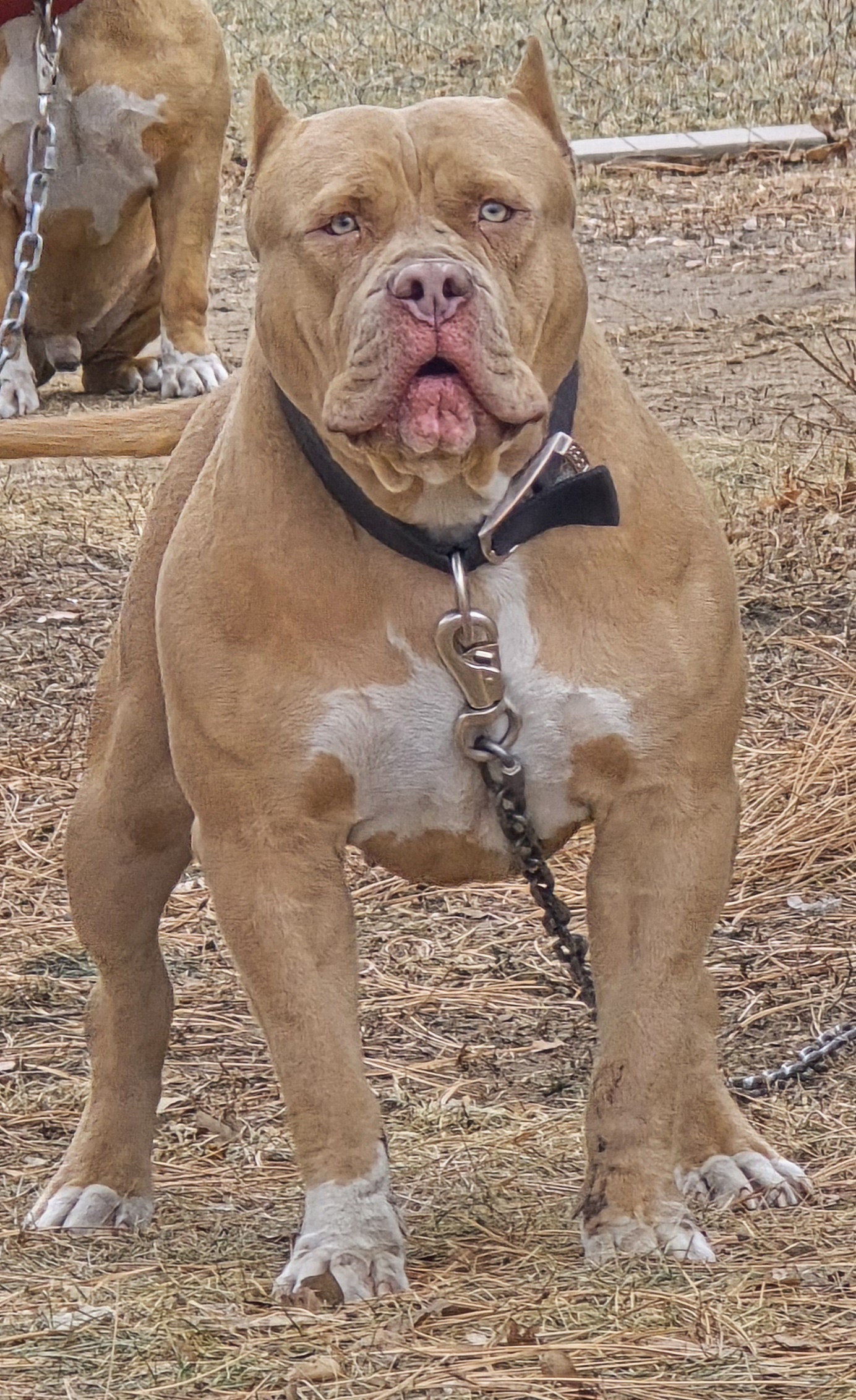 Dog Featured Image