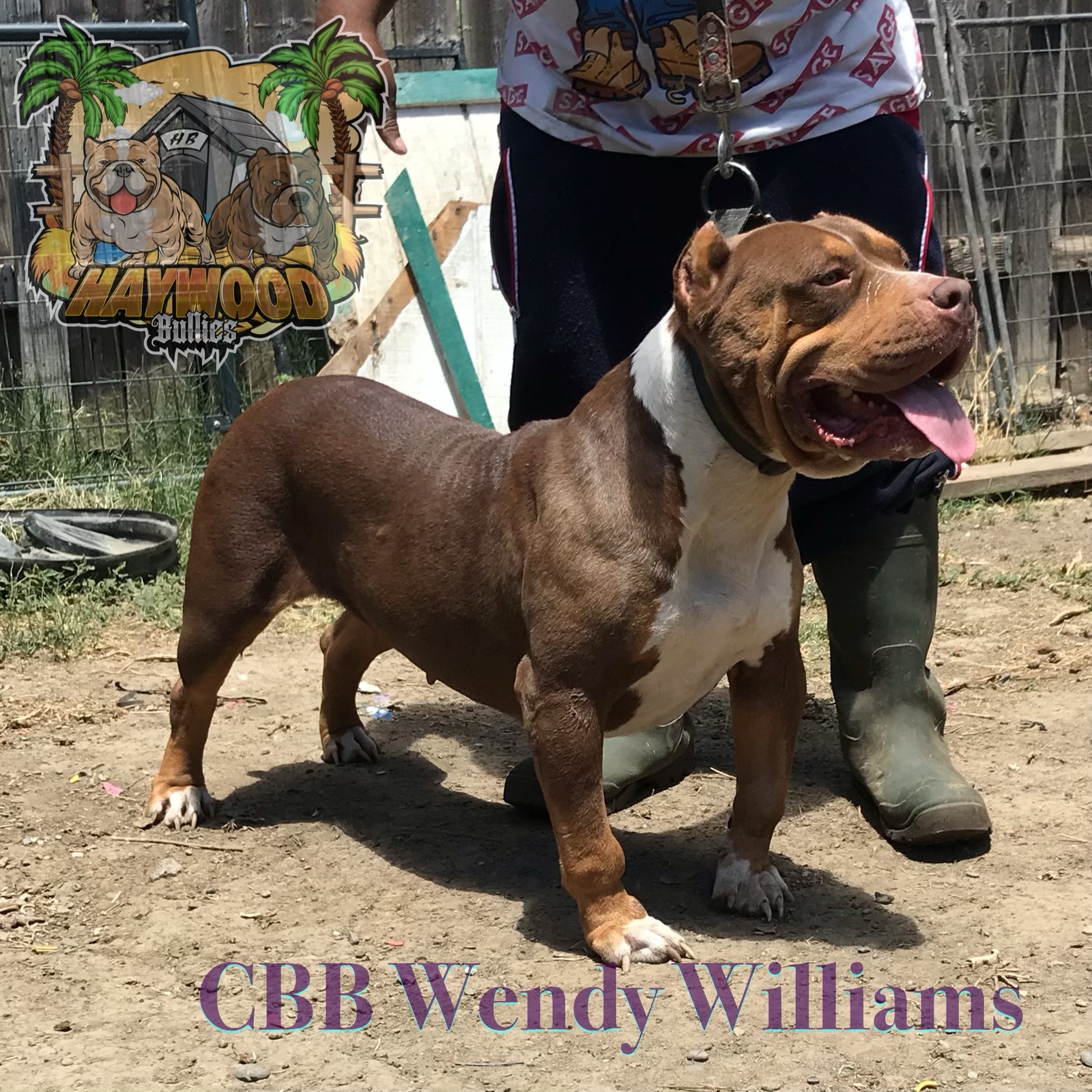 Dog Featured Image