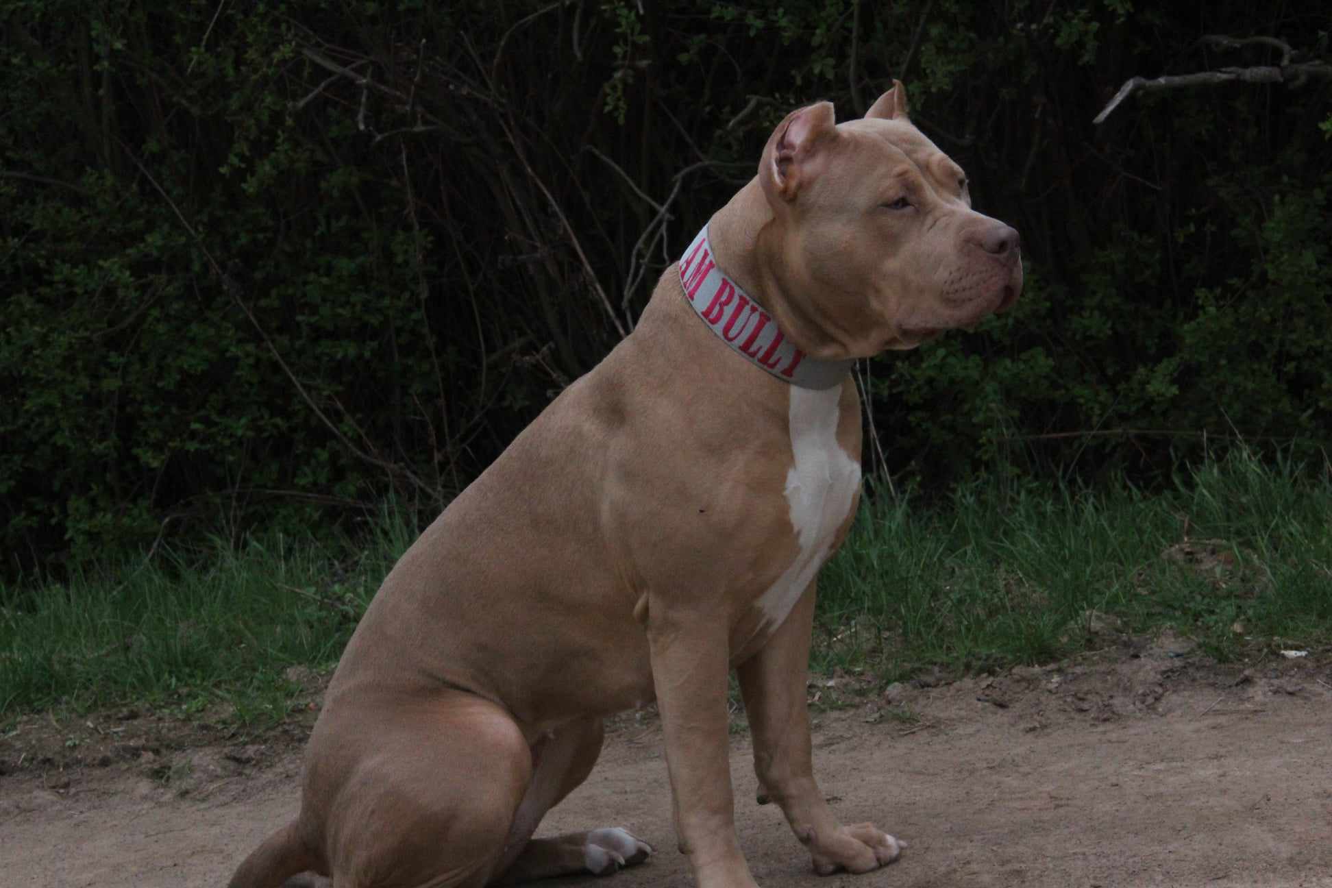 Dog Featured Image