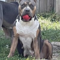 Dog Featured Image