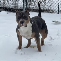 Dog Featured Image
