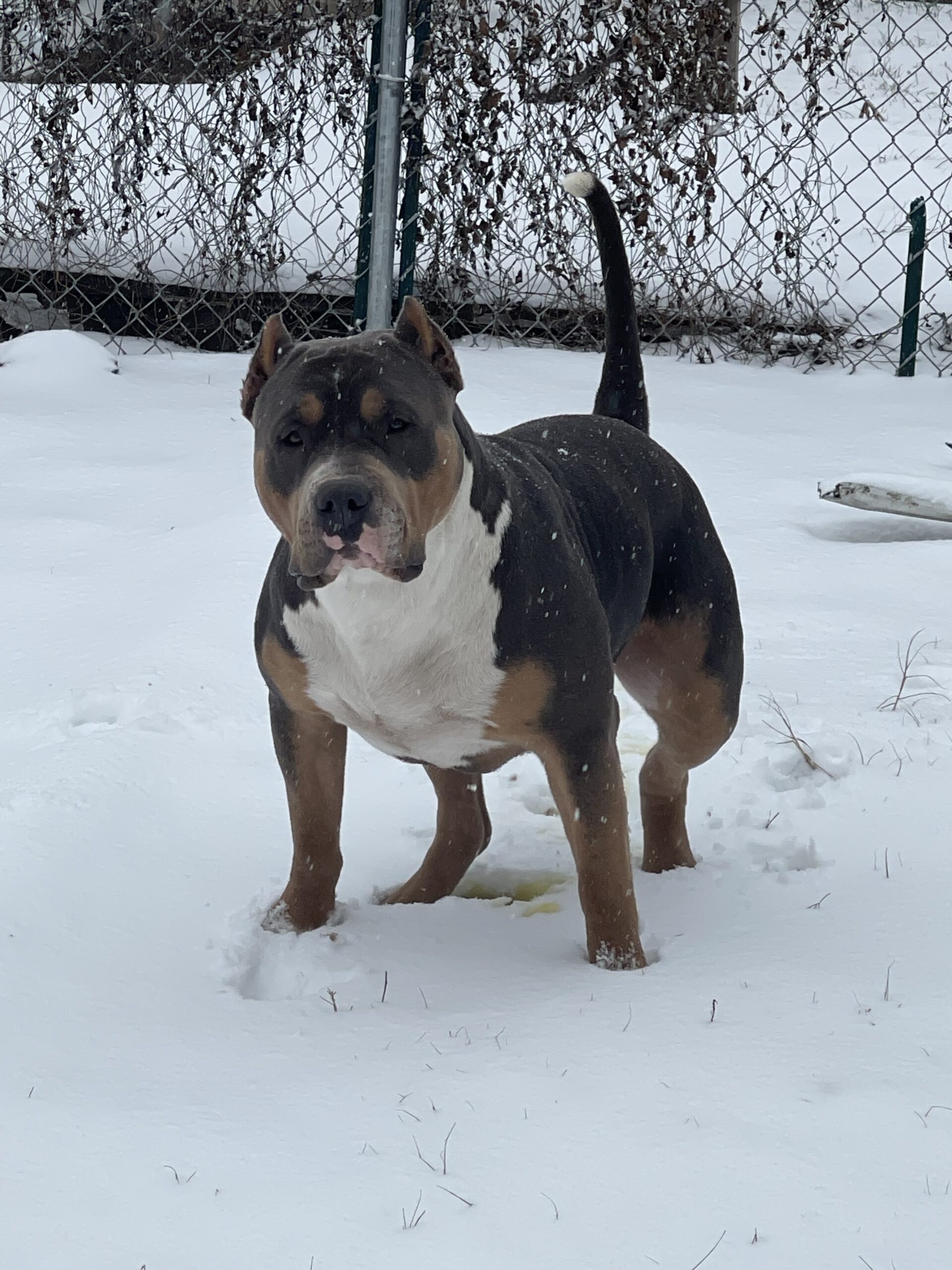 Dog Featured Image