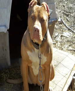 Dog Featured Image