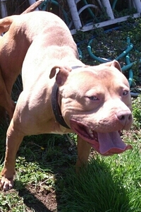 Dog Featured Image