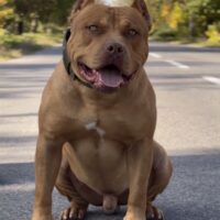 Dog Featured Image