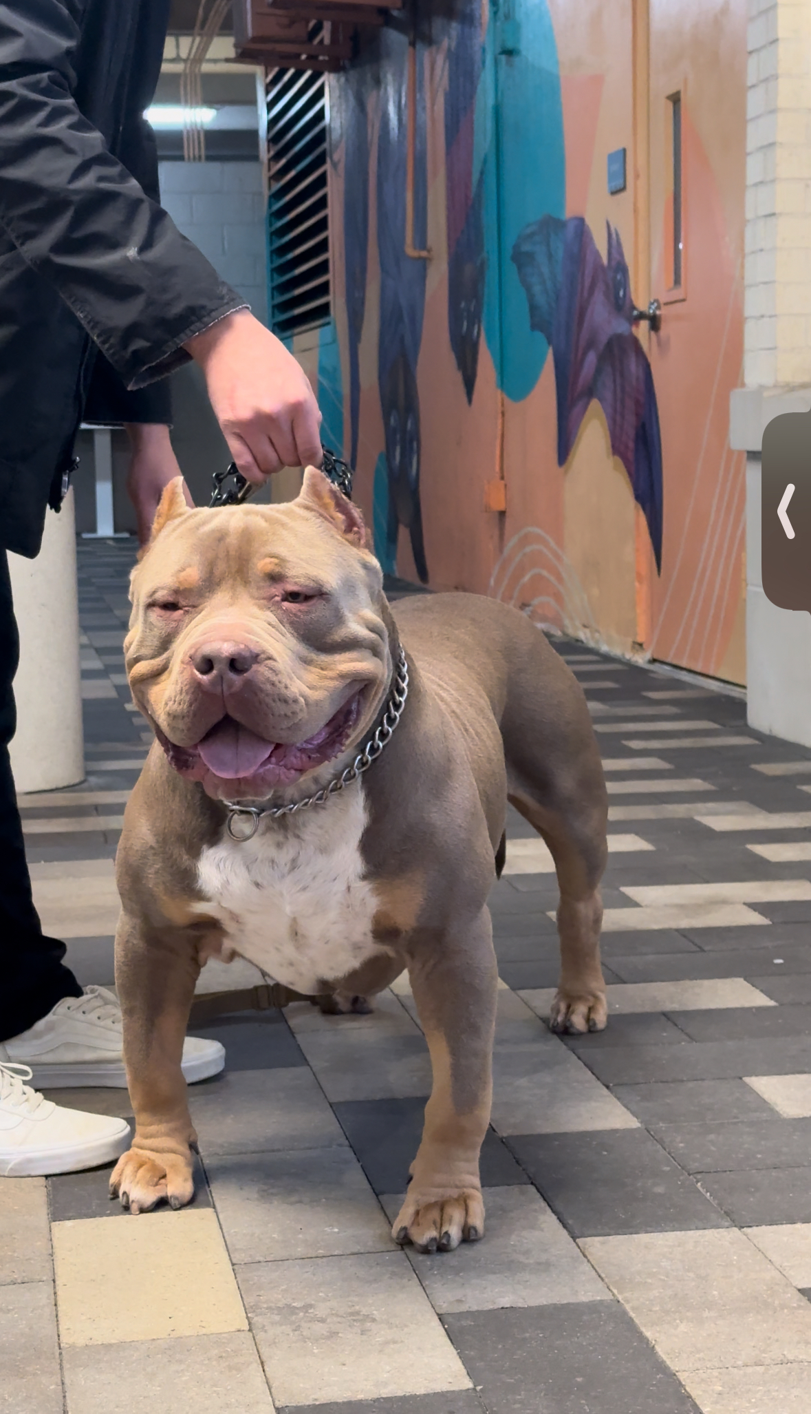 Dog Featured Image