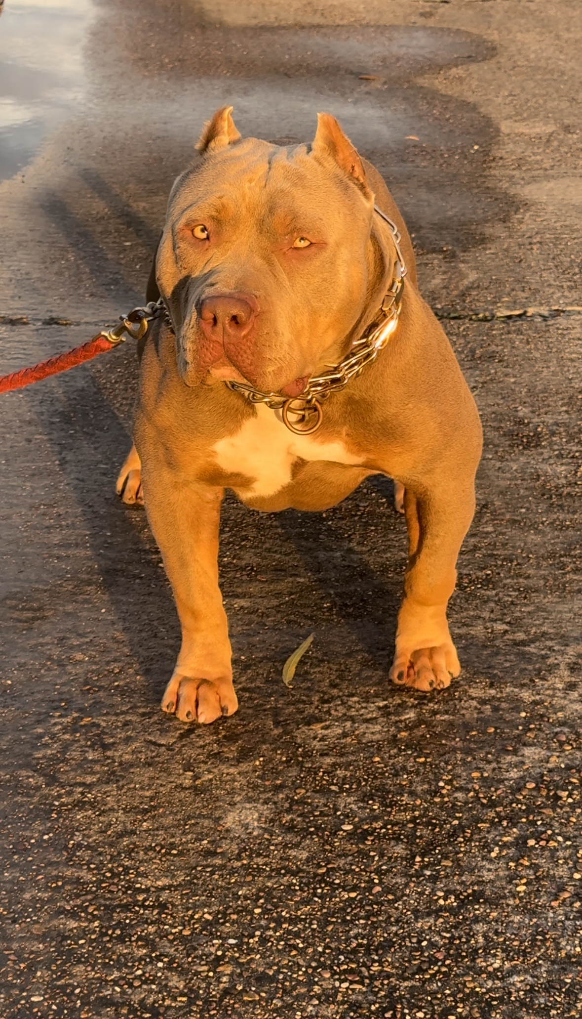 Dog Featured Image