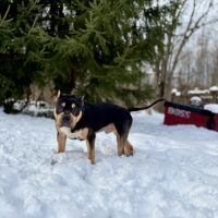 Dog Featured Image