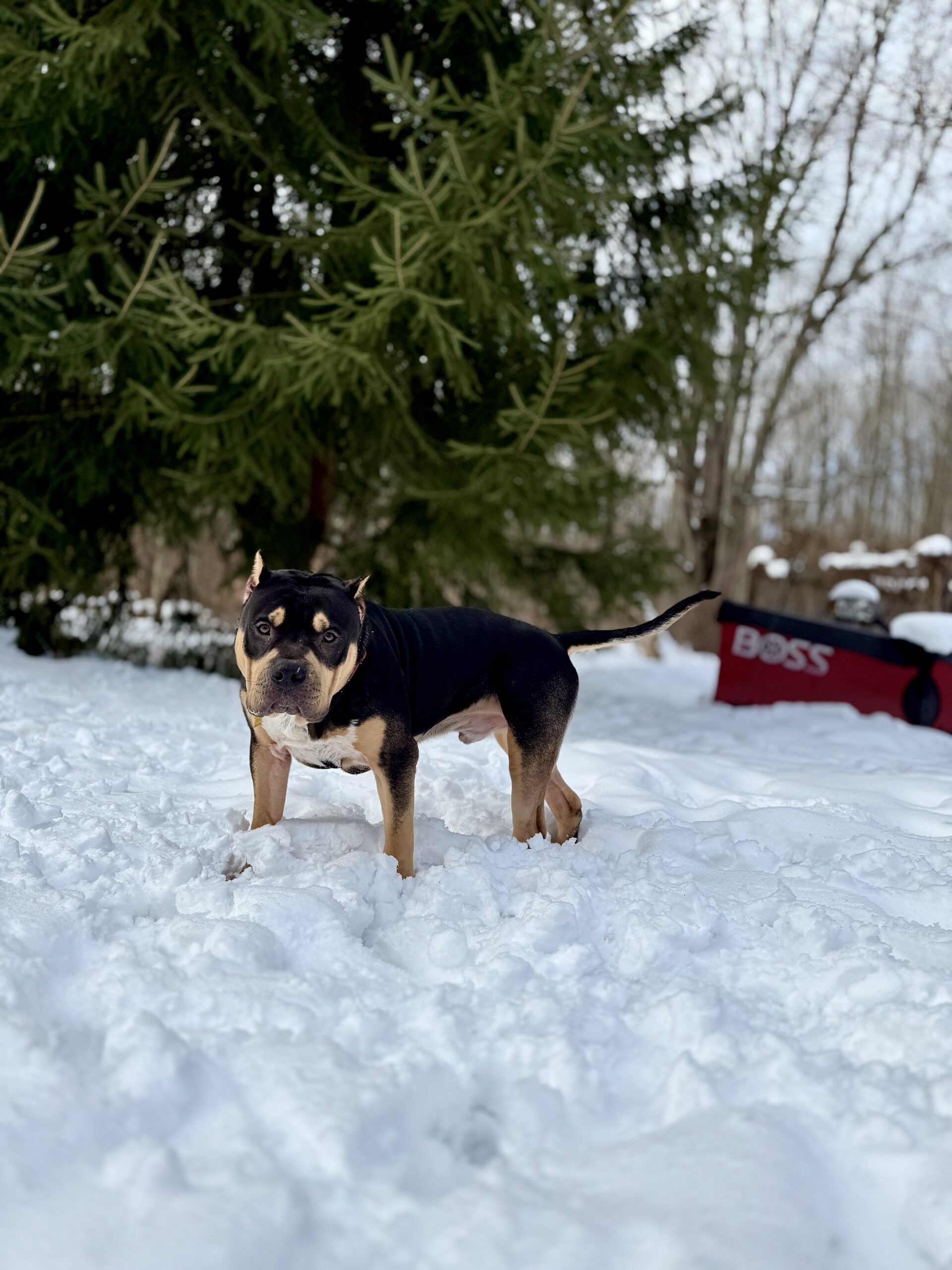 Dog Featured Image