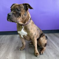 Dog Featured Image