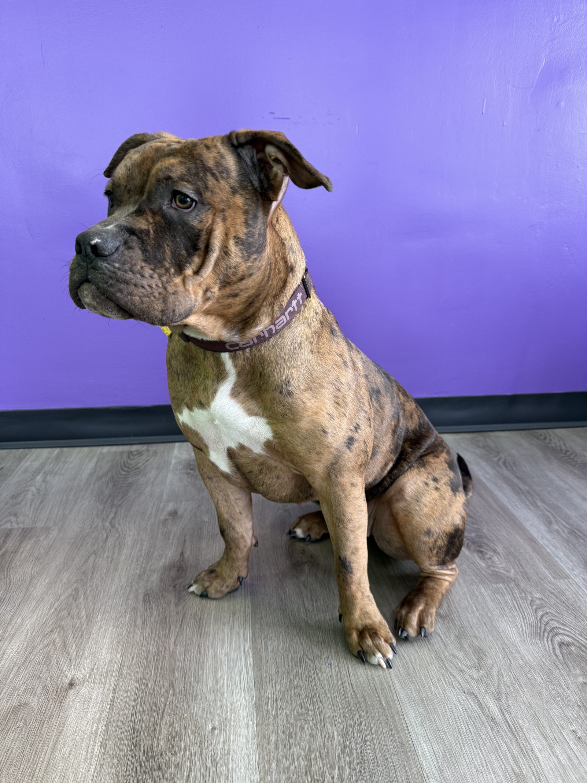 Dog Featured Image