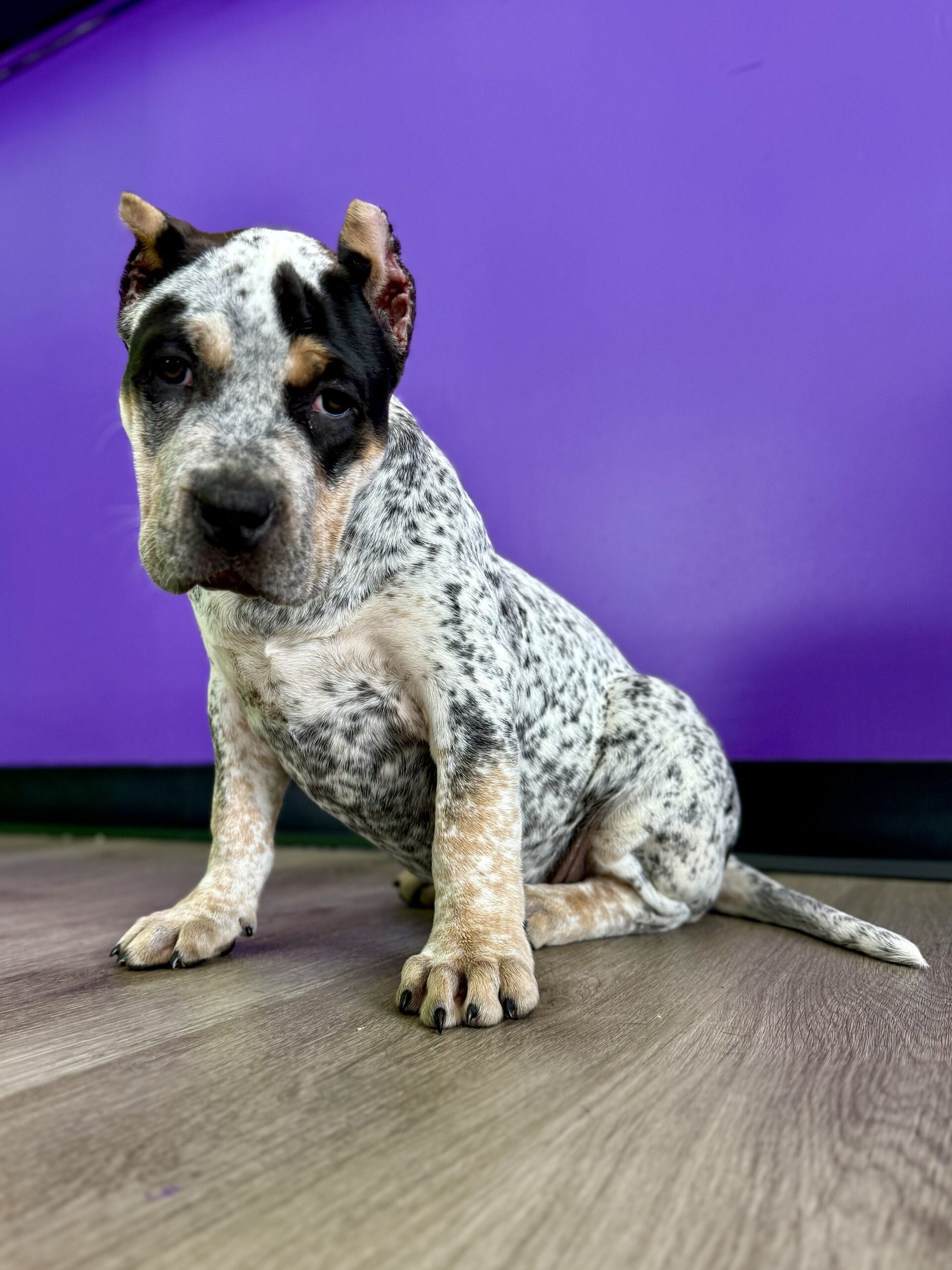Dog Featured Image