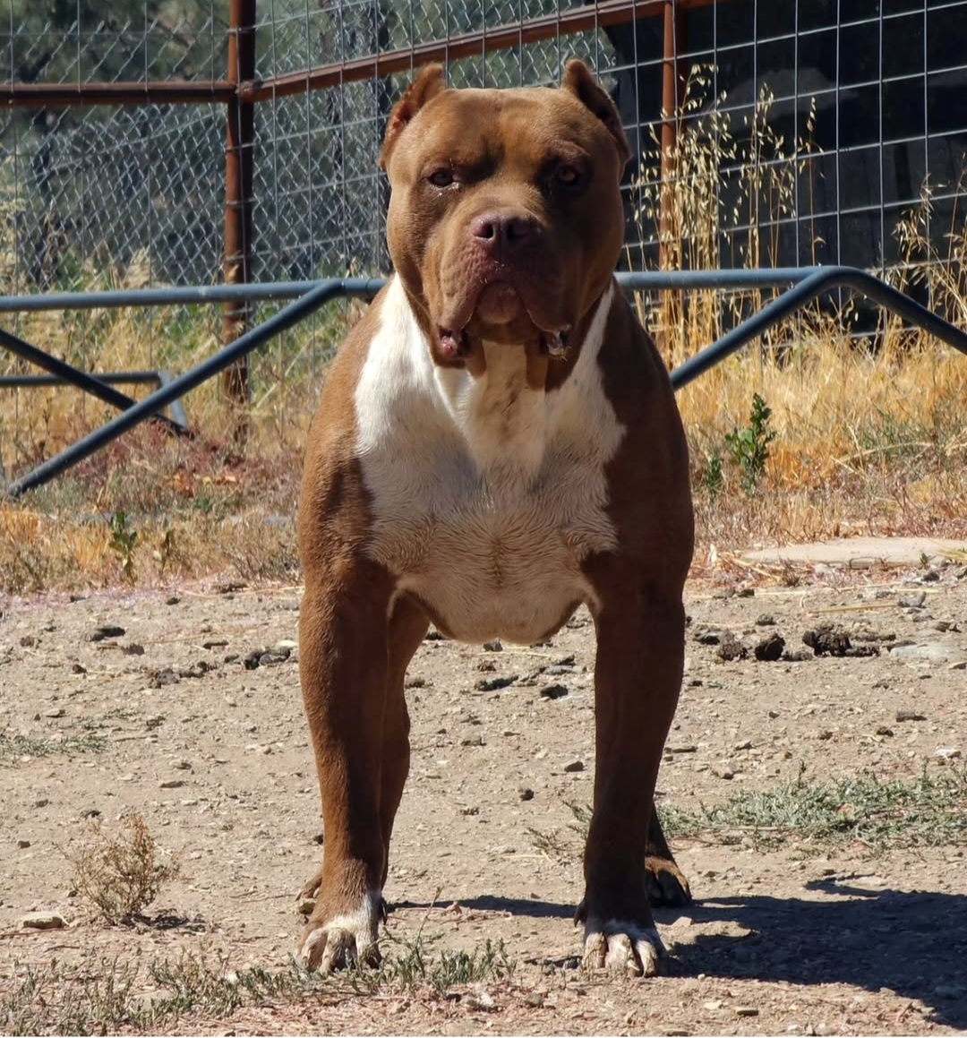 Dog Featured Image