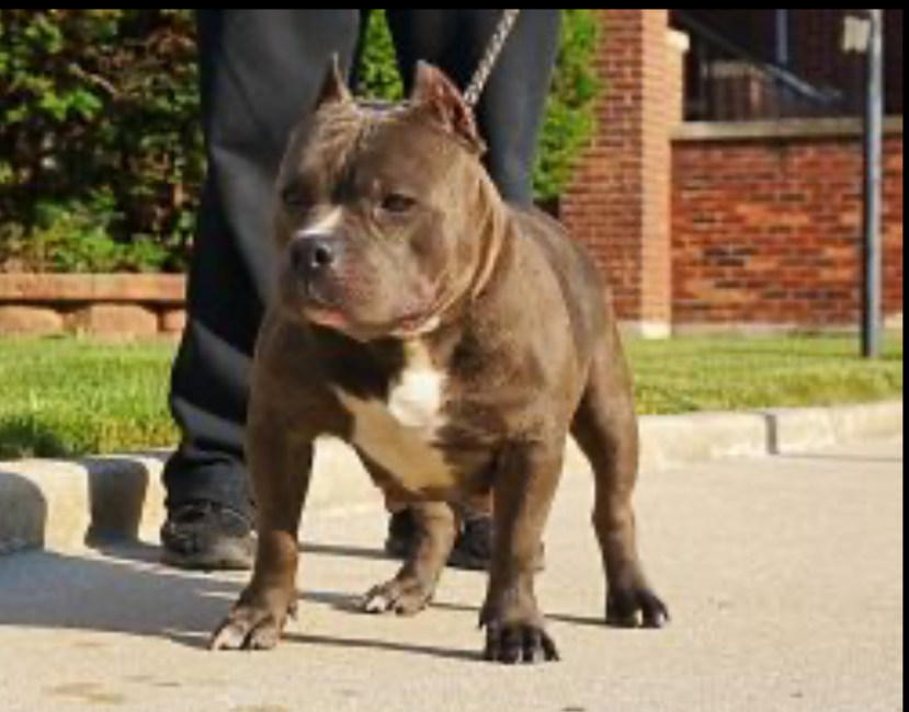 Dog Featured Image
