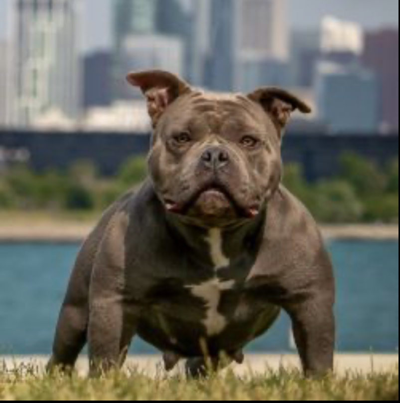 Dog Featured Image