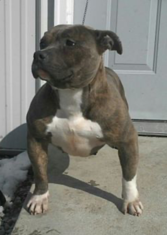 Dog Featured Image