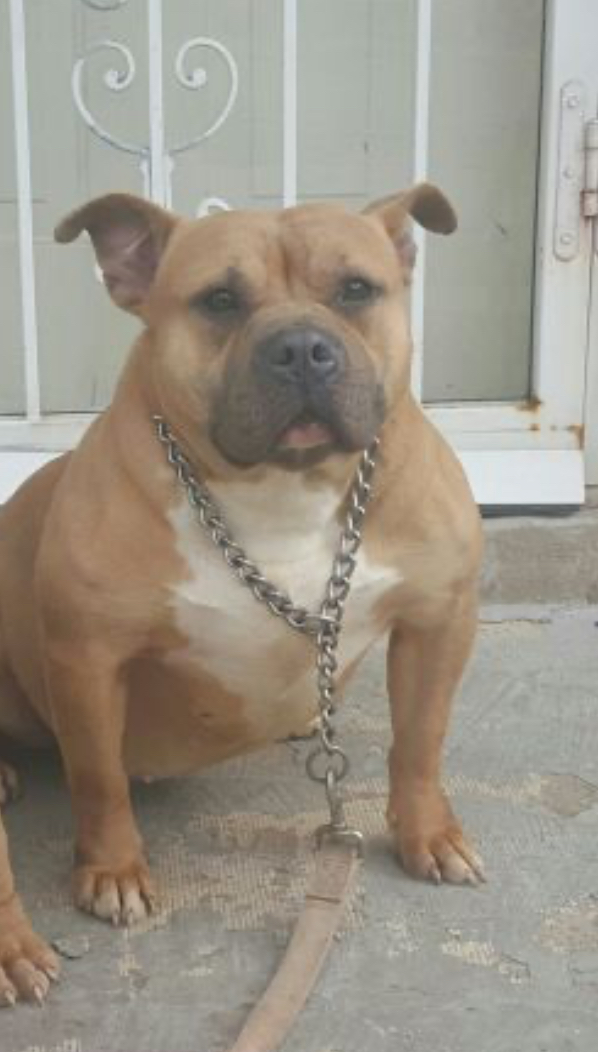 Dog Featured Image