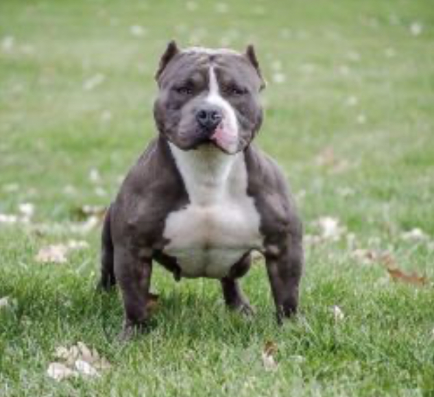 Dog Featured Image