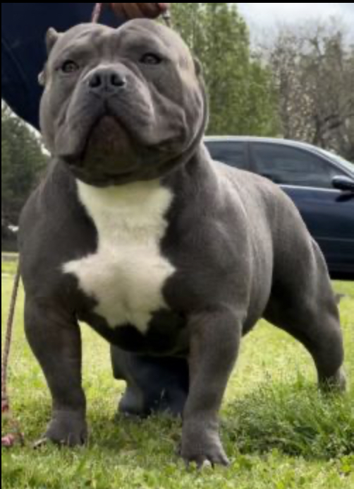 Dog Featured Image