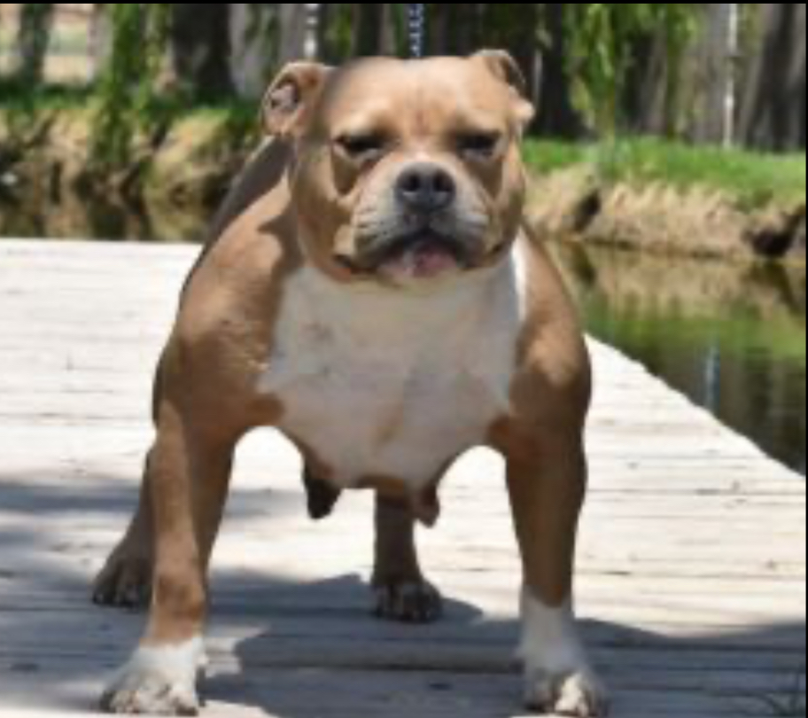 Dog Featured Image