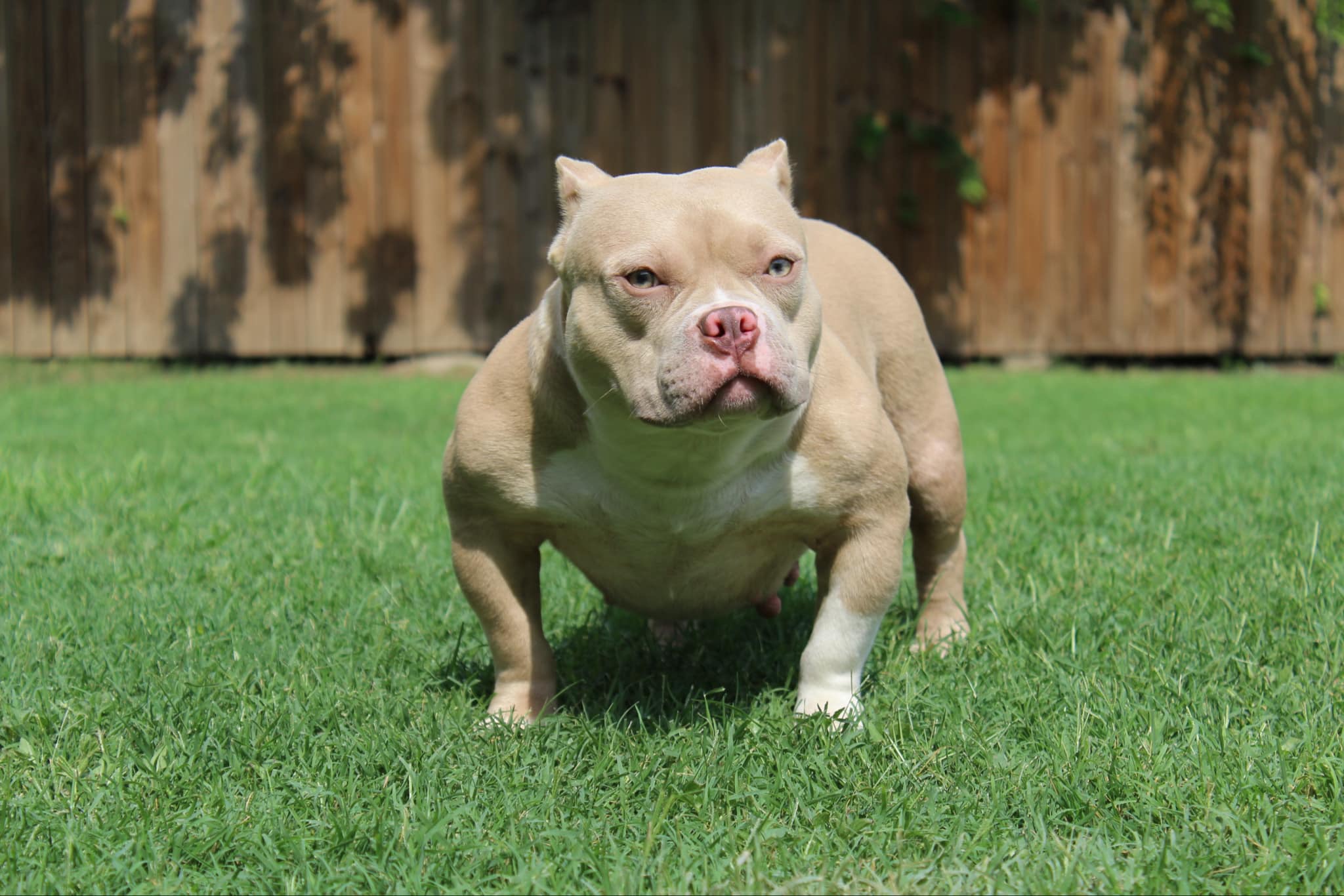 Dog Featured Image