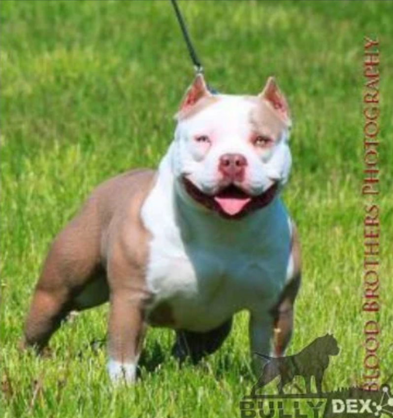 Dog Featured Image