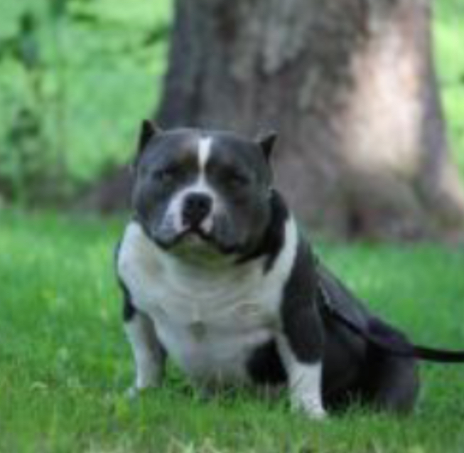 Dog Featured Image