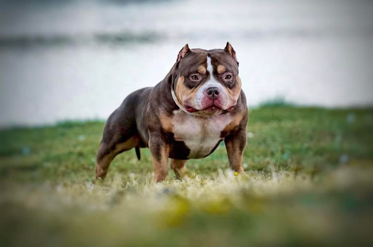 Dog Featured Image