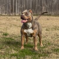 Dog Featured Image