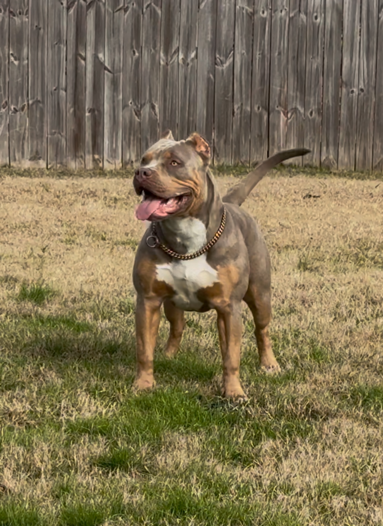 Dog Featured Image
