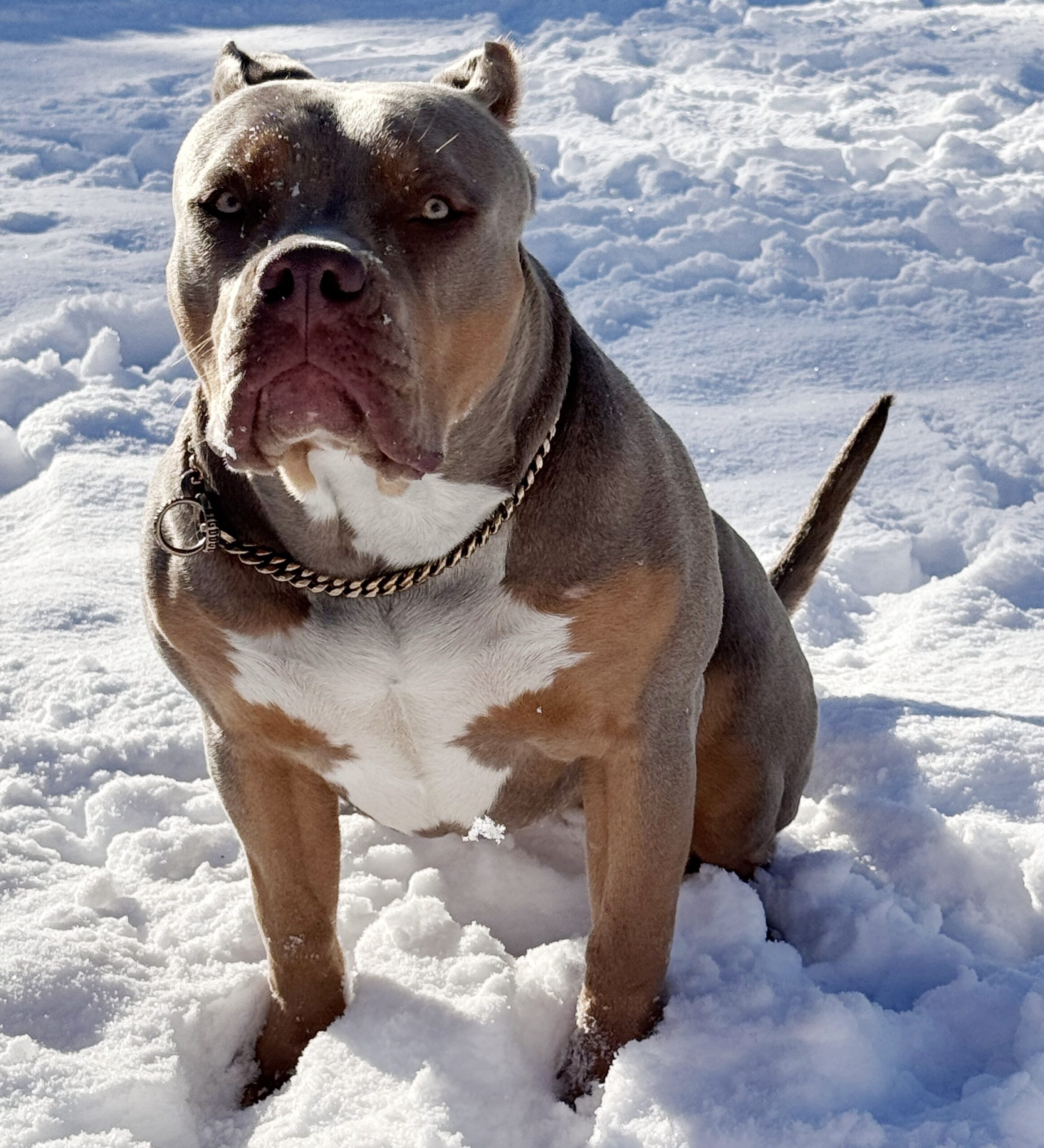 Additional Dog Image