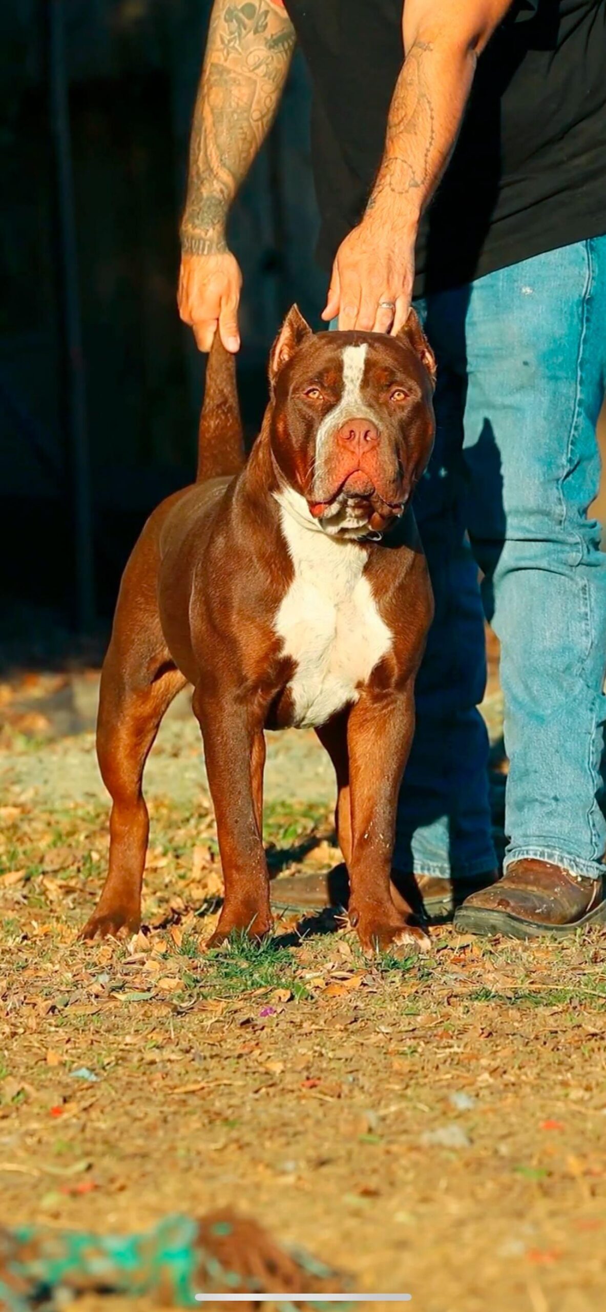 Dog Featured Image