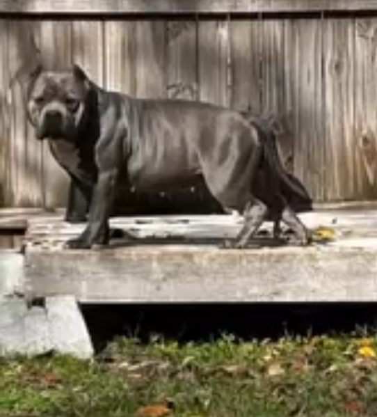 Dog Featured Image