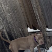 Dog Featured Image