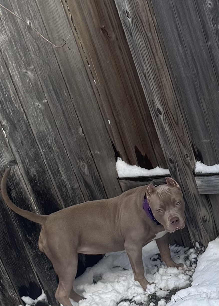 Dog Featured Image