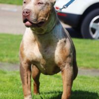 Dog Featured Image