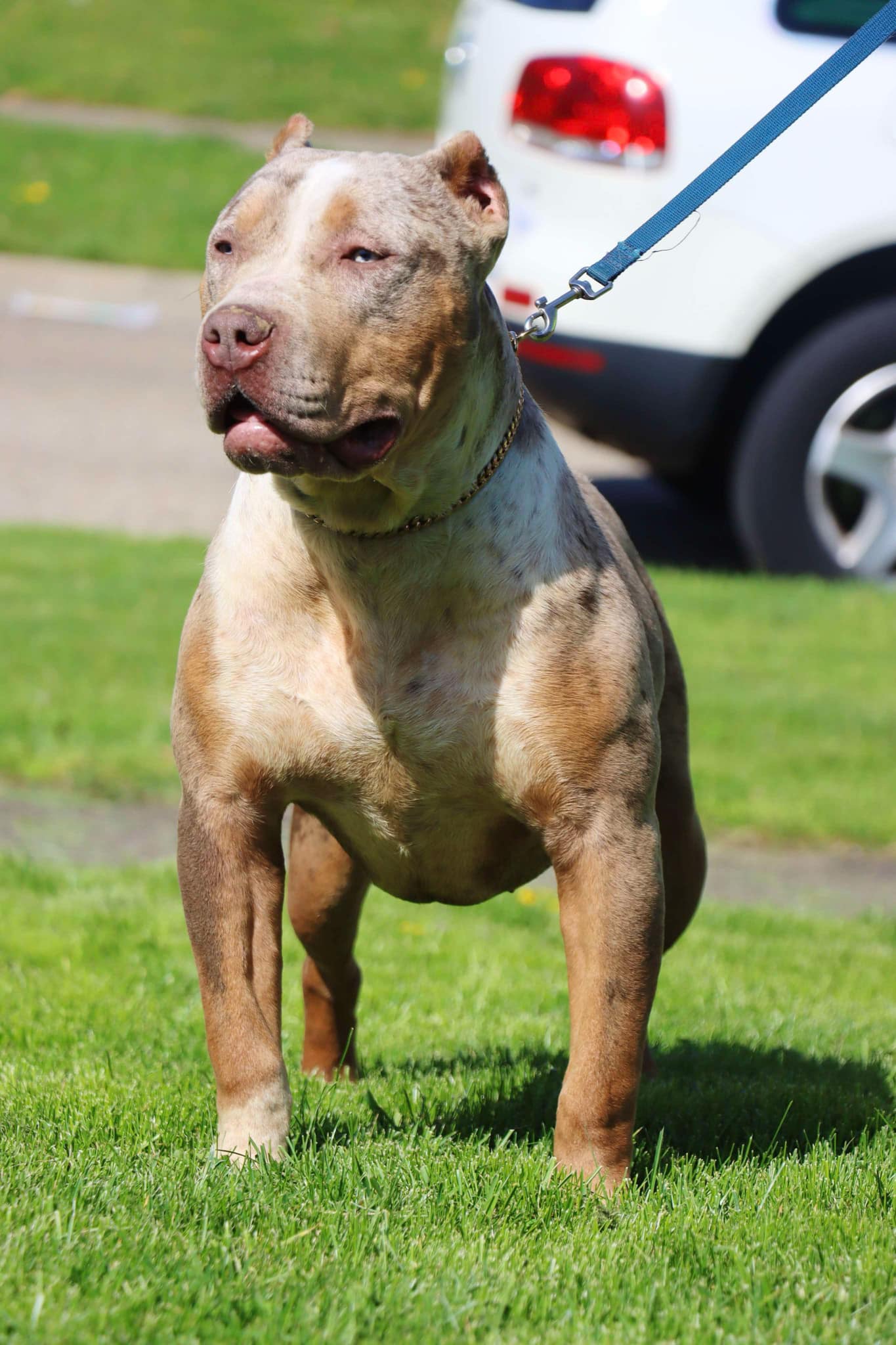 Dog Featured Image