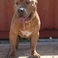 Dog Featured Image