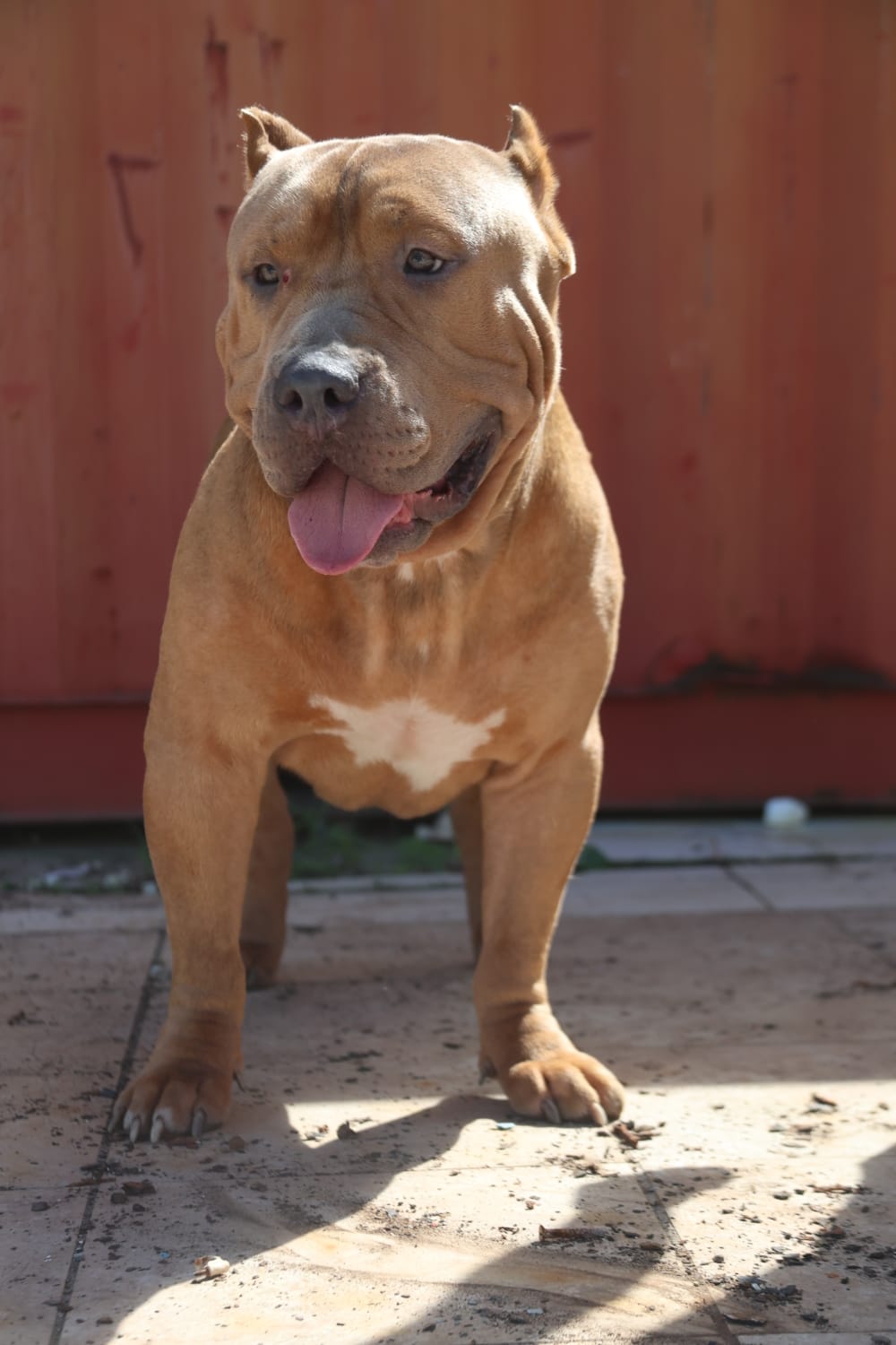Dog Featured Image